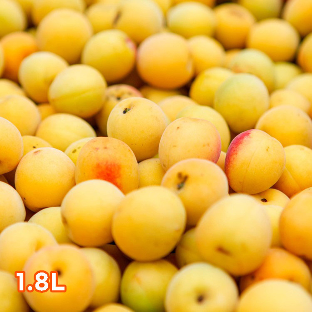 [산앤들] 3년숙성 지리산 장독숙성 매실엑기스 1.8L