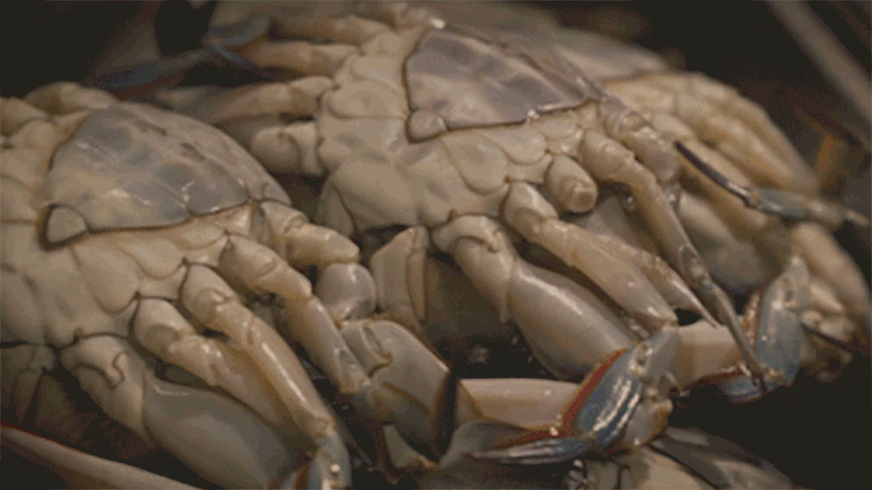 sweetsea-d0-8.gif
