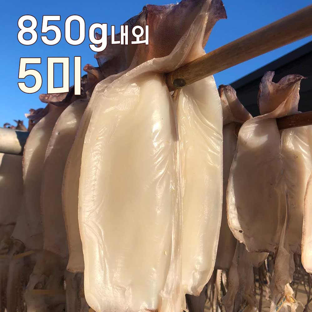 바다바람에 말린 쫄깃한 마른안주! 반건조 오징어 5미 ( 특대 850g 내외 )
