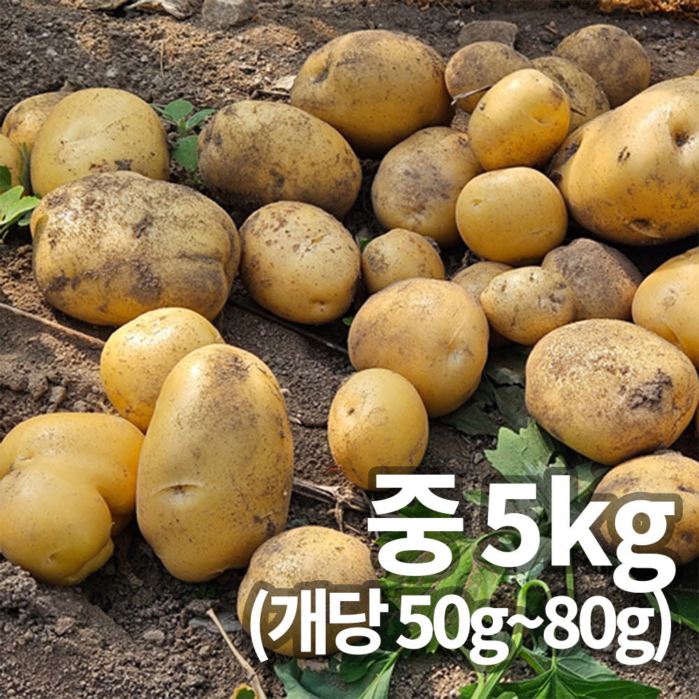 26년 햇 감자_중 5kg 조림&알감자용 중량 (50g~80g)