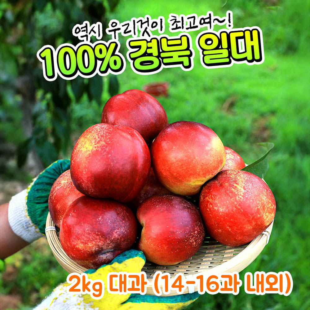 [제철과일] 옥황 판타지아 망고복숭아 2kg 대과 (14-16과 내외)