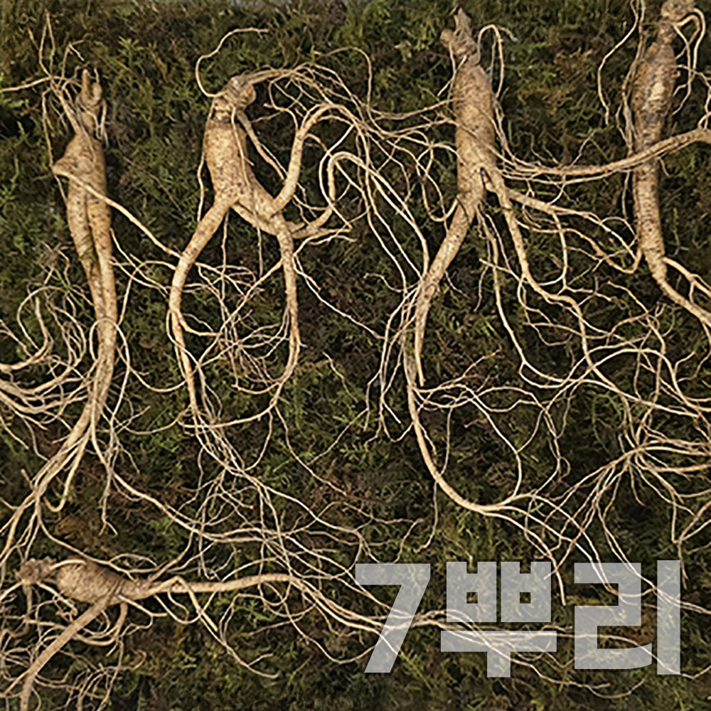 [천생삼농장] 산양산삼 9-10년 특상품 선물포장 7뿌리