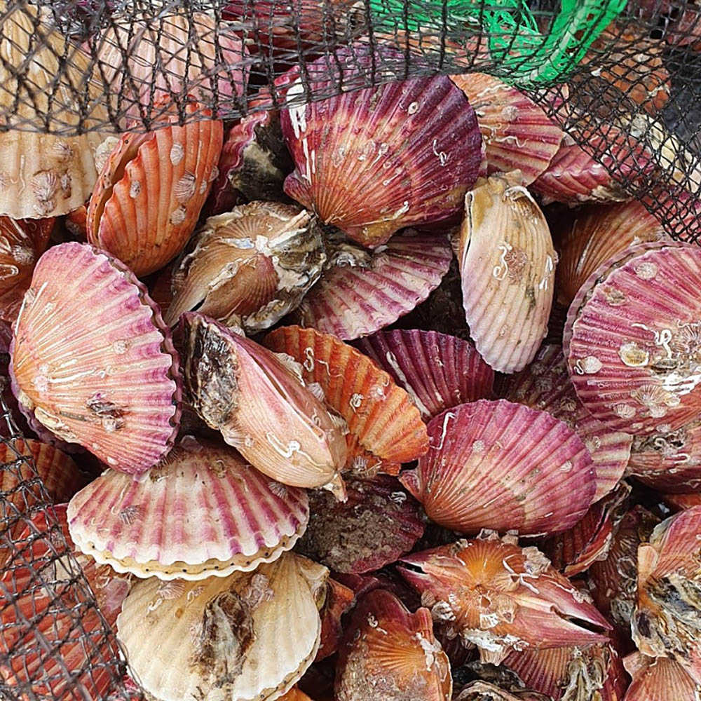 제철 홍가리비 1kg (24미내외)