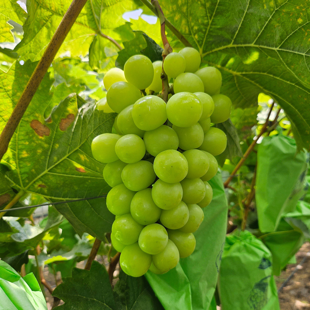 산지직송 경북상주 꿀샤인머스켓 3kg(3~4수)