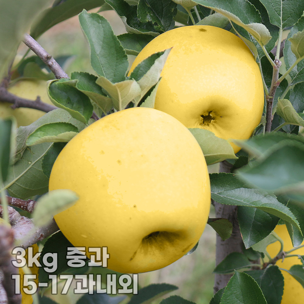 [햇땅] 시나노골드 가정용 3kg 중과 15-17과내외