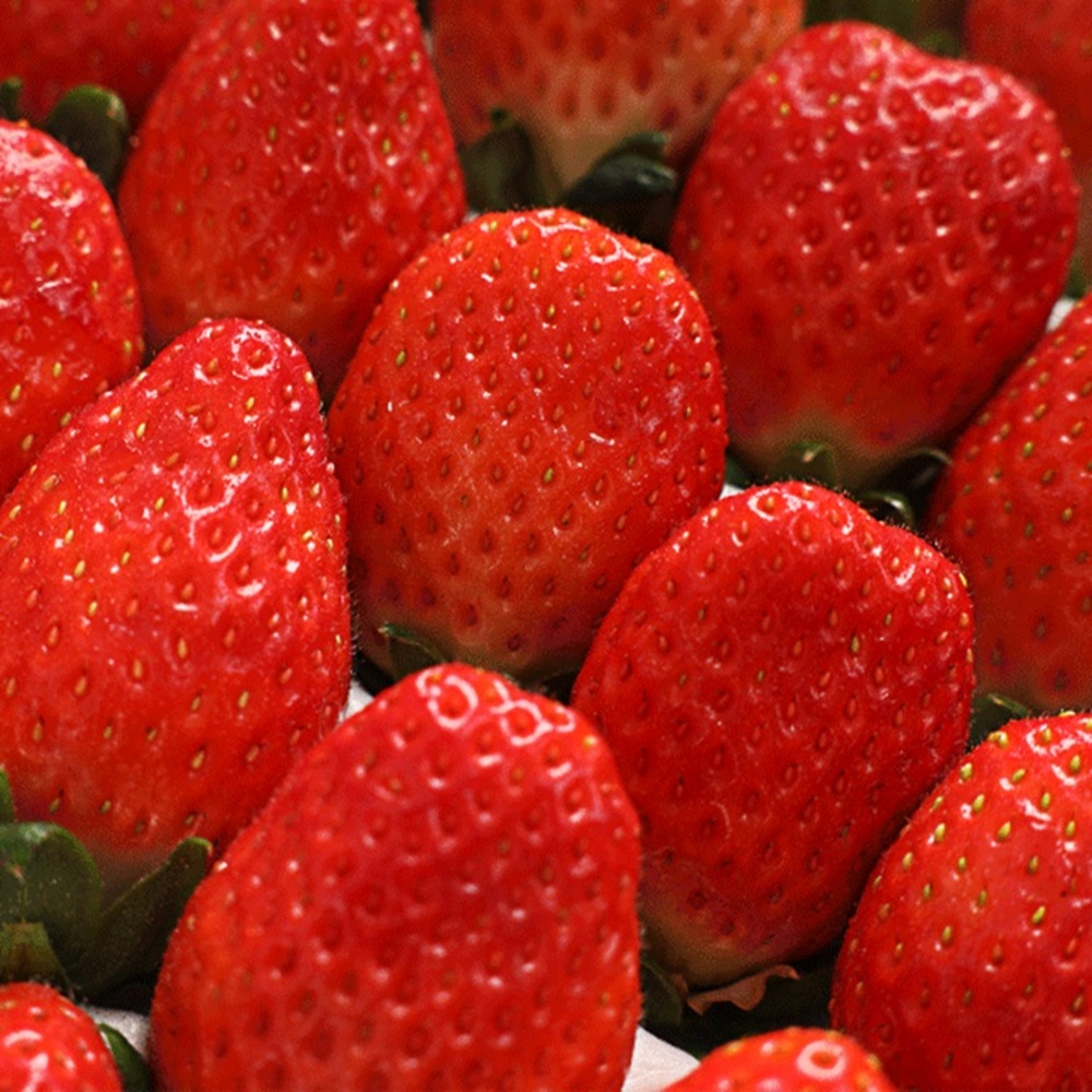 [청년농가] 프리미엄 논산 설향 딸기 750g 특품(20-30구)