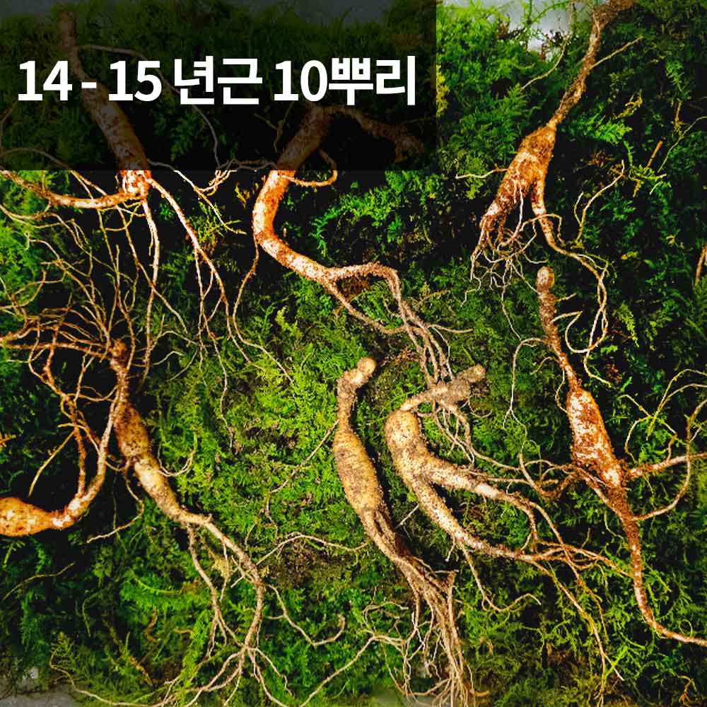 [천생삼농장] 산양산삼 14 - 15년근 씨삼 10뿌리