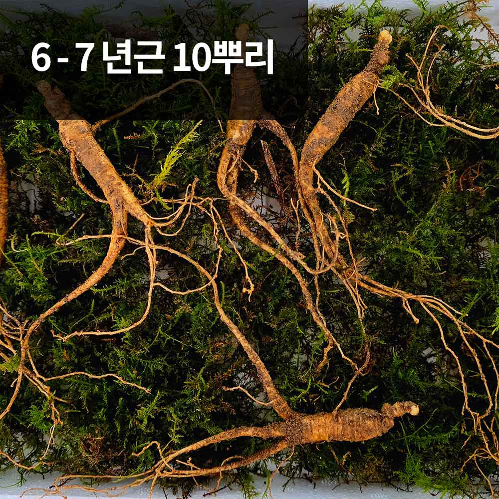 [천생삼농장] 장뇌삼 산양산삼 6 - 7년근 정삼 10뿌리