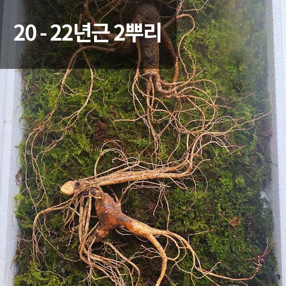 [천생삼농장] 야생 방치삼 산삼 20 - 22년근 정삼 2뿌리