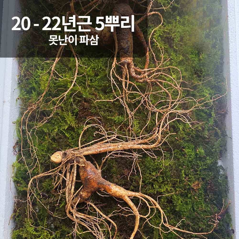 [천생삼농장] 야생 방치삼 산삼 20 - 22년근 못난이 파삼 5뿌리