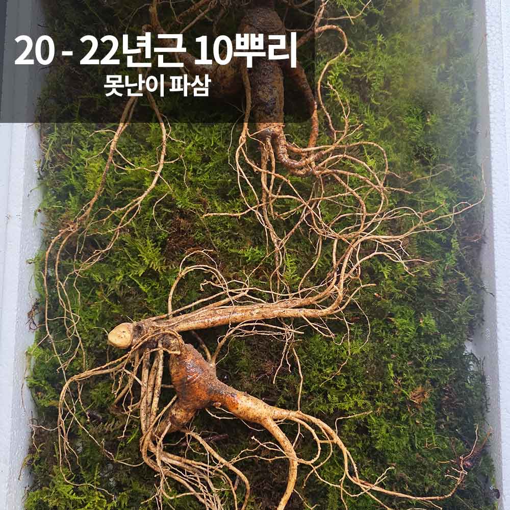 [천생삼농장] 야생 방치삼 산삼 20 - 22년근 못난이 파삼 10뿌리