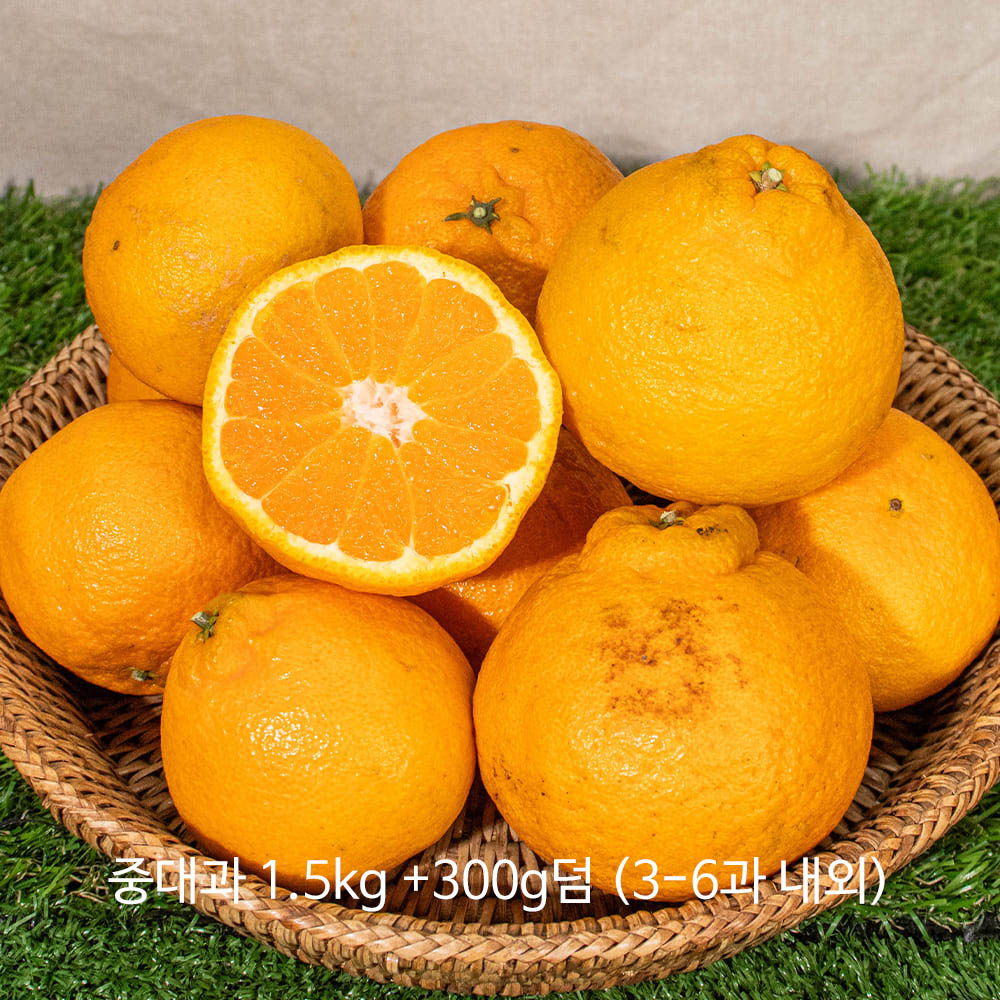 올해 첫 출하! 새콤달콤 제주 25년 가정용 노지 천상한라봉 덤증정! 중대과 1.5kg +300g덤 (3-6과 내외)