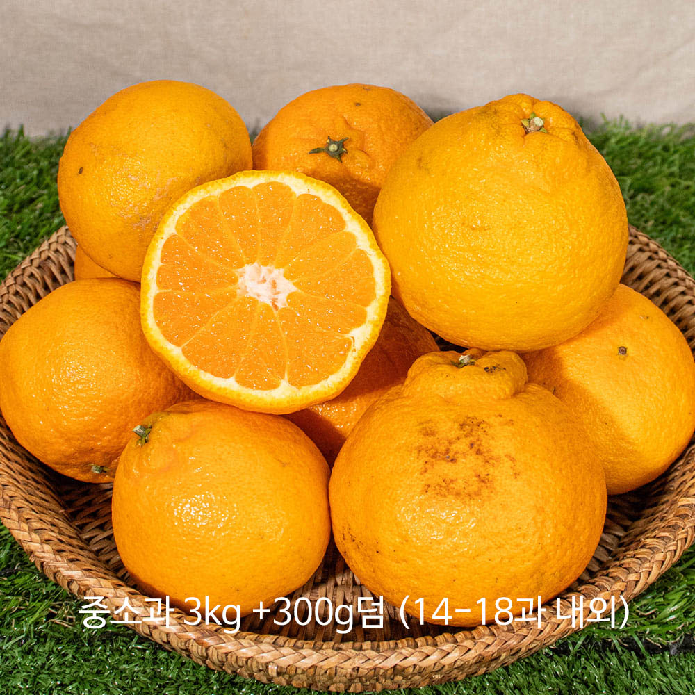 올해 첫 출하! 새콤달콤 제주 25년 가정용 노지 천상한라봉 덤증정! 중소과 3kg +300g덤 (14-18과 내외)