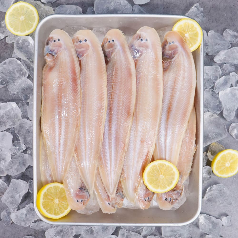 비린내 걱정 없이 담백한 반건조 황금 박대 20미 중사이즈 (26~29cm내외)