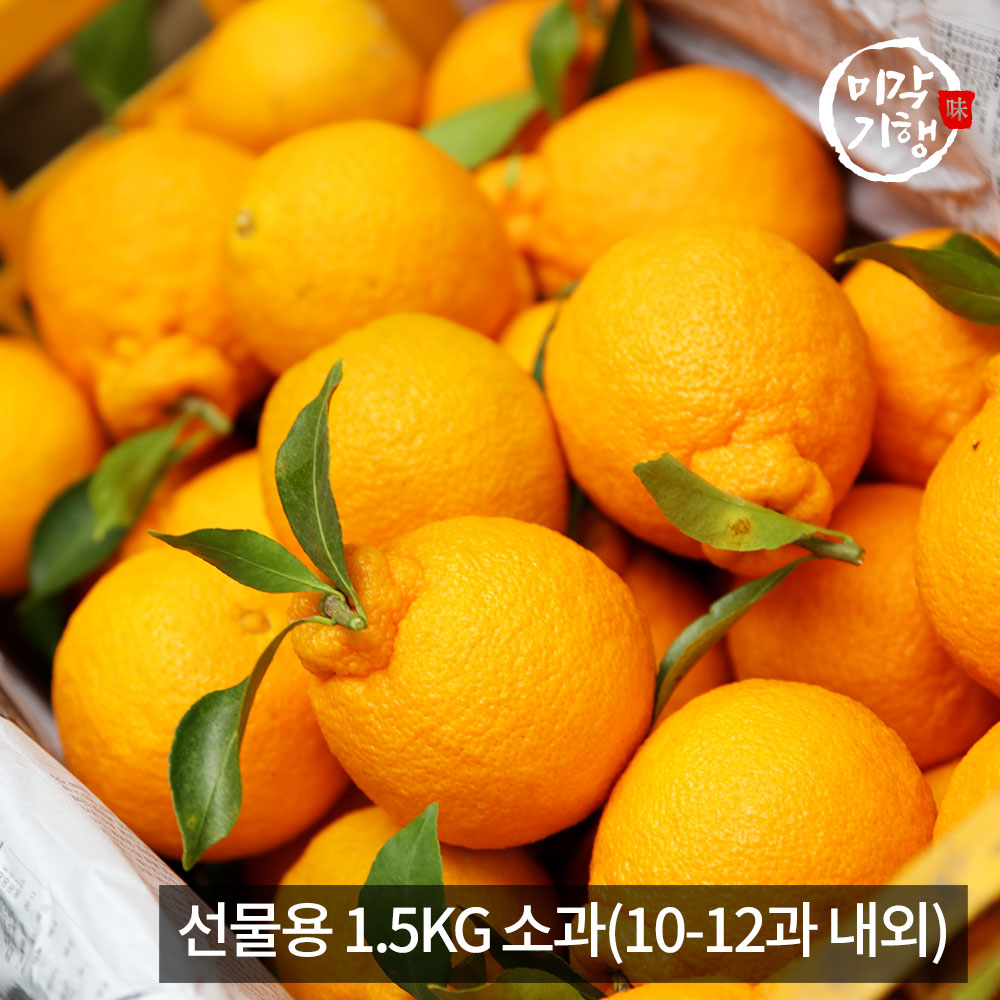 [미각기행] 제주 한라봉 선물용 1.5KG 소과(10-12과 내외)
