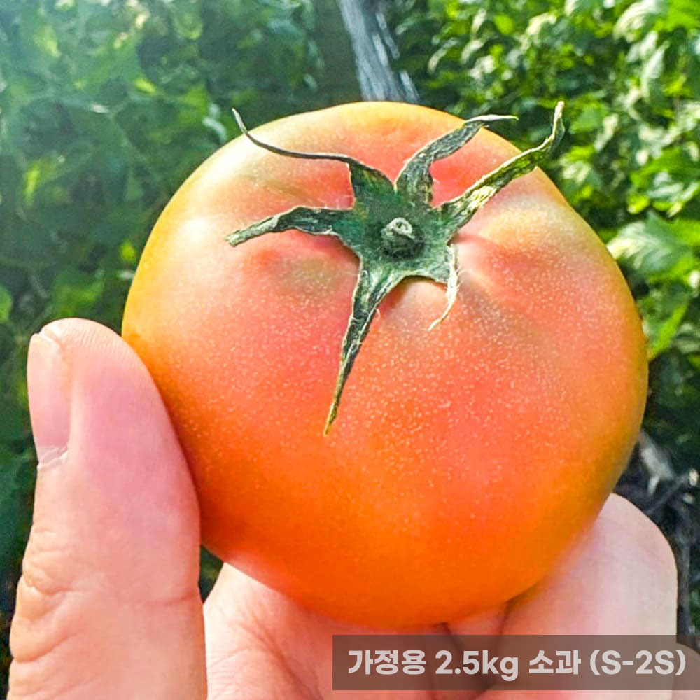 가정용 옥황 대저토마토 2.5kg 소과 (S-2S)