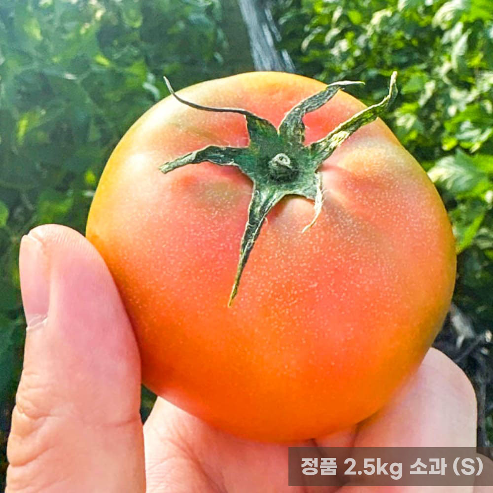 정품 옥황 대저토마토 2.5kg 소과 (S)