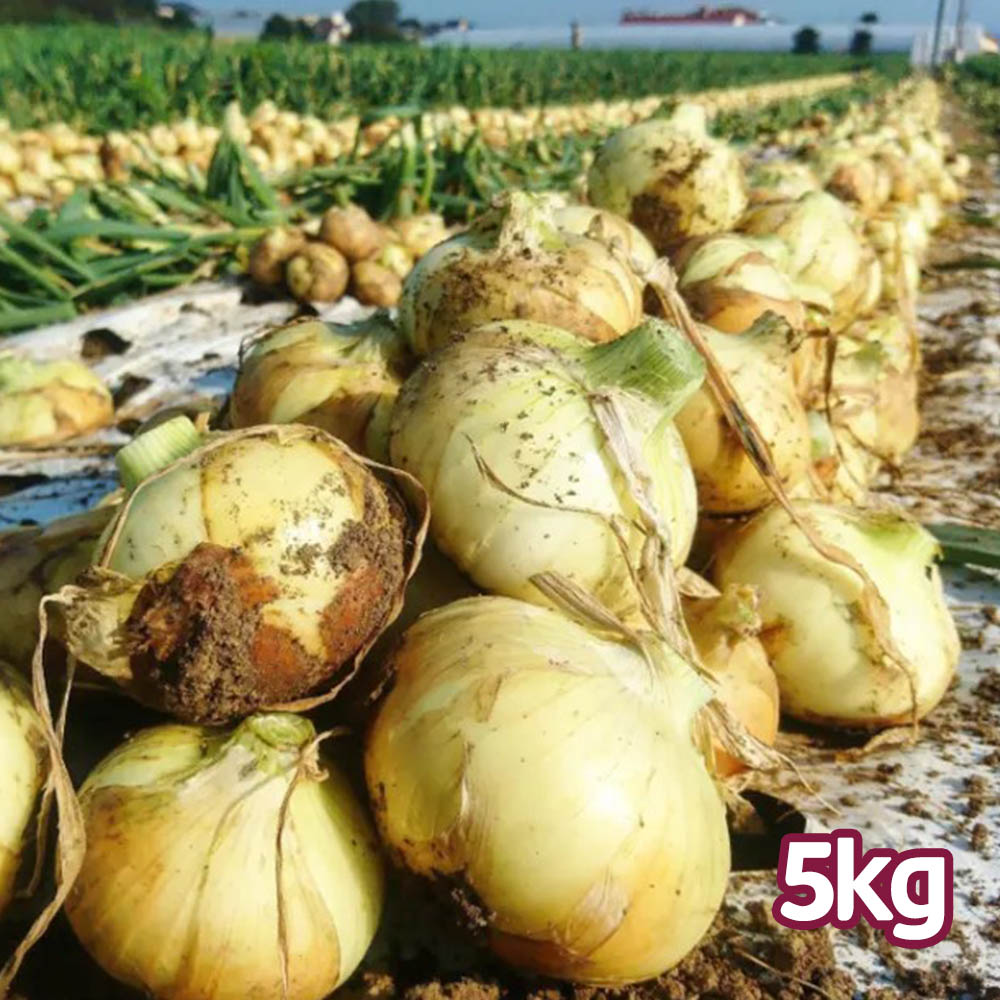26년산 흰양파 5kg(개당 200~400g)