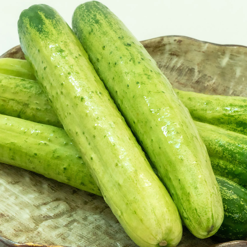 아삭하고 맛있는 백다다기 오이 3kg (15개 내외)