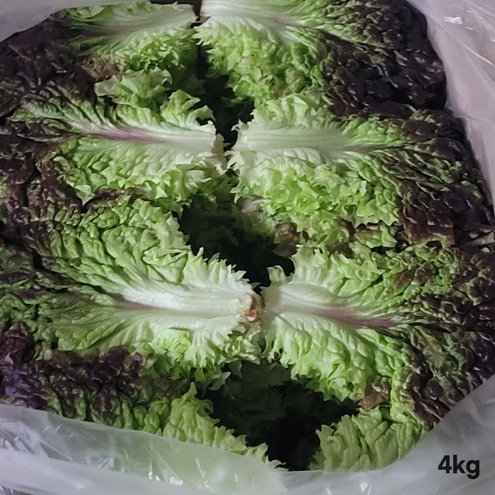 [경매선별농산물] 꽃상추(포찹) 4KG(특,박스)