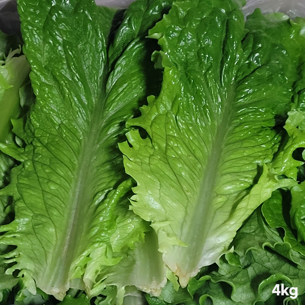 [경매선별농산물] 청상추 4KG - 박스