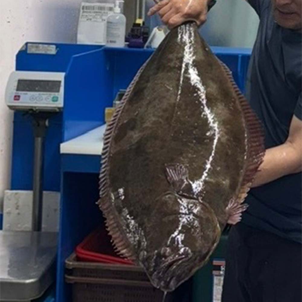 자연산 대광어 필렛 냉장 200g (초장 포함, 냉매제 포장)