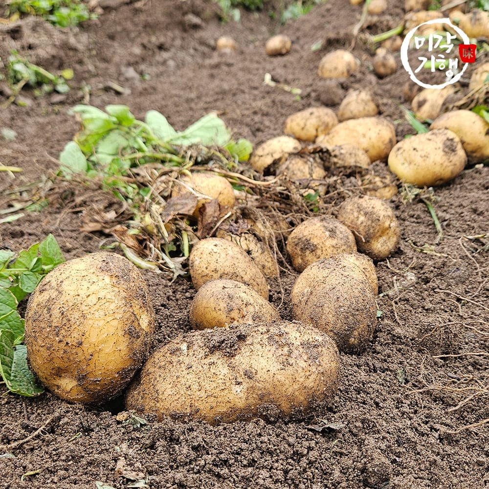 미각기행 2026년 국내산 햇 감자 왕특 3kg(왕특 사이즈 개당 중량 160-210g)