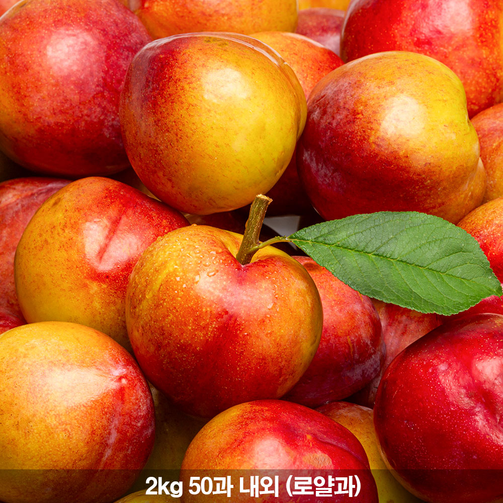 ★6월10일 예약출고★ 26년 햇자두 후무사 도담자두 추희 대석자두2kg 50과 내외 (로얄과)