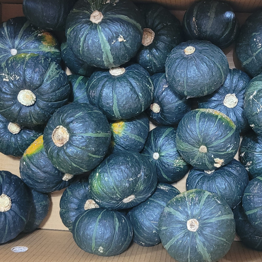 농장직송 (실중량) 제주 미니밤호박 (로얄과) 4.5kg (300~700g)