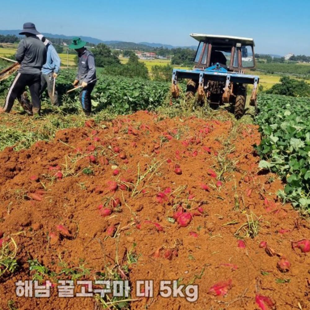 농장직송 첫수확 해남 꿀고구마 대 5kg