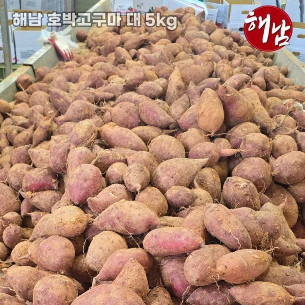 농장직송 첫수확 해남 호박고구마 대 5kg