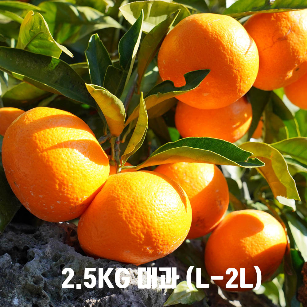 농장직송 제주하우스 감귤 2.5KG 대과 (L-2L)