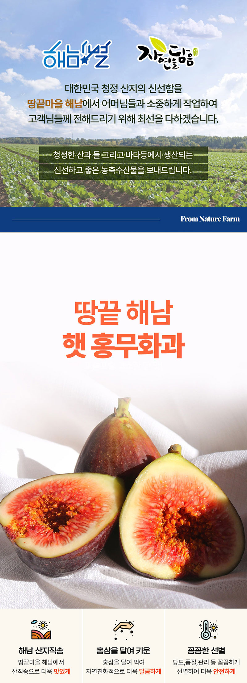 해남별 고당도 해남 당일수확 햇 홍무화과 2kg 상세 1