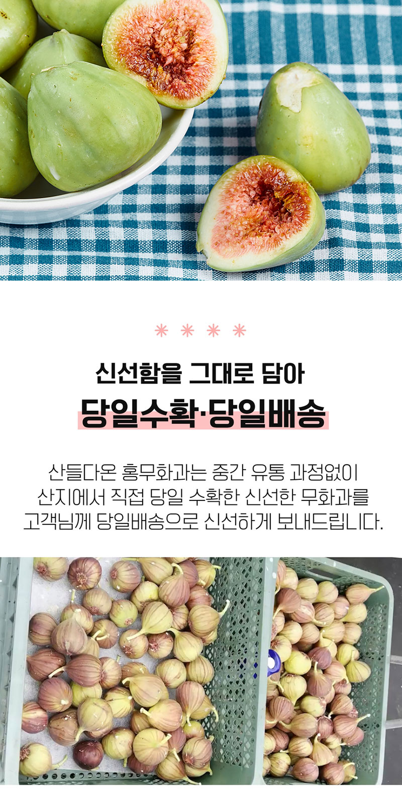 해남별 고당도 해남 당일수확 햇 홍무화과 2kg 상세 10