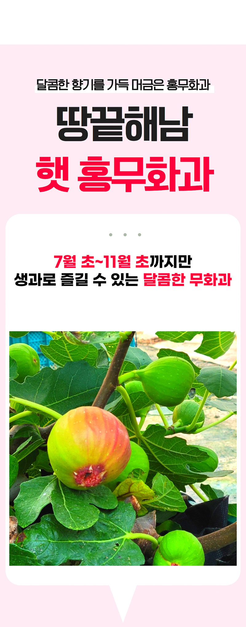 해남별 고당도 해남 당일수확 햇 홍무화과 2kg 상세 2