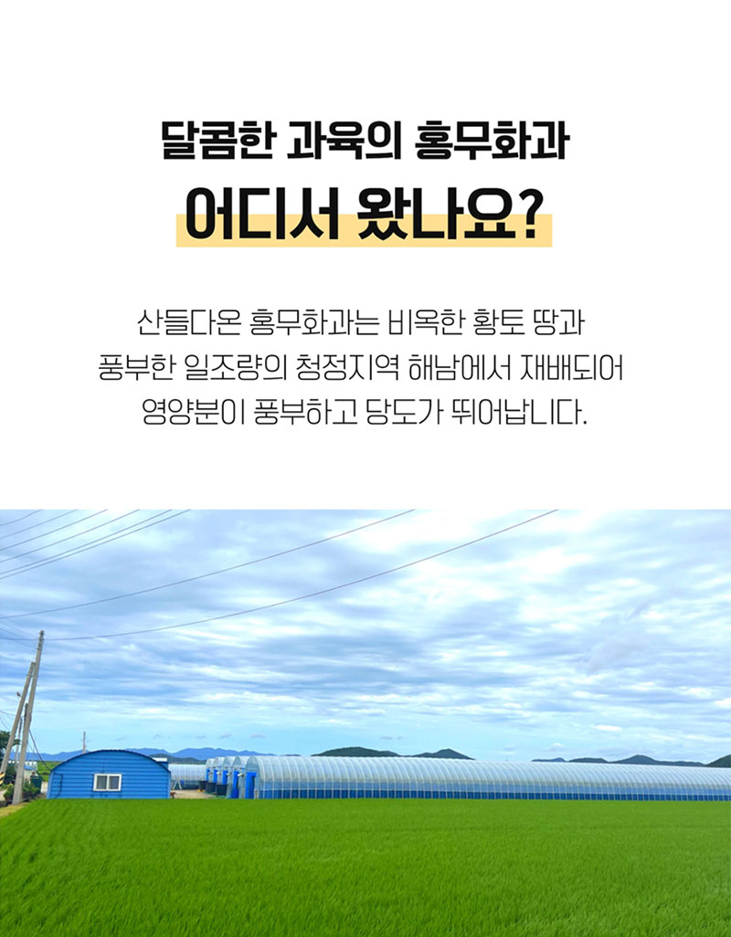 해남별 고당도 해남 당일수확 햇 홍무화과 2kg 상세 3