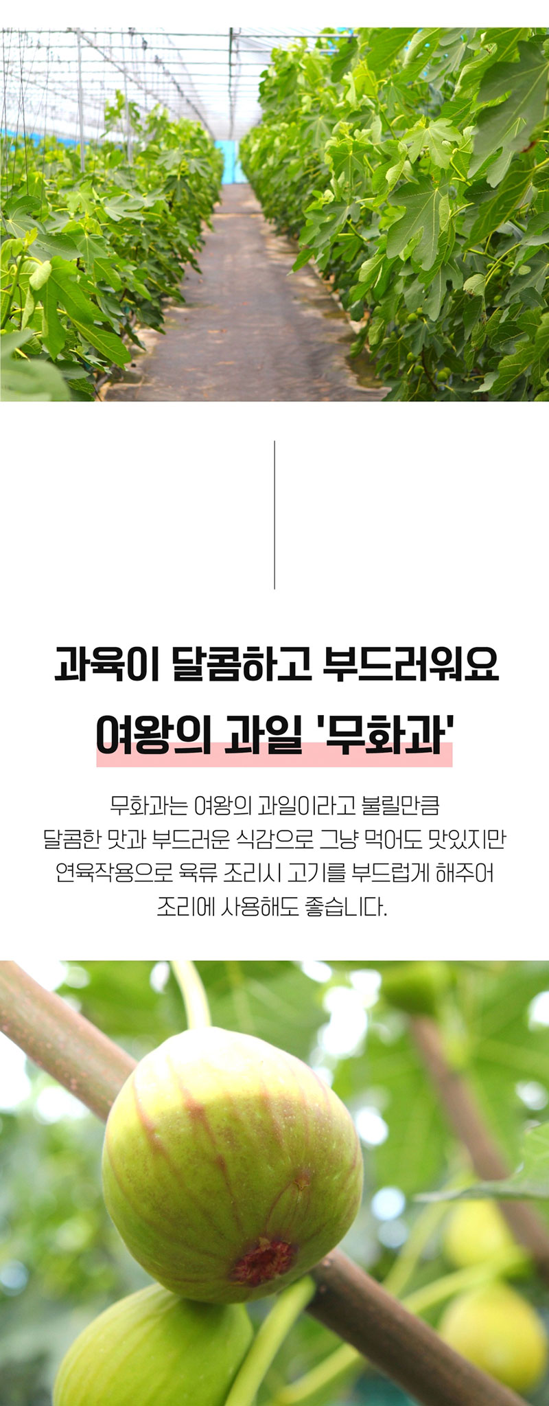 해남별 고당도 해남 당일수확 햇 홍무화과 2kg 상세 4