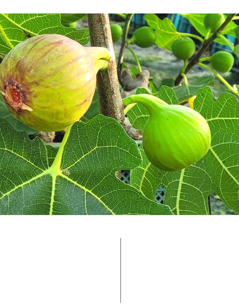 해남별 고당도 해남 당일수확 햇 홍무화과 2kg 상세 5