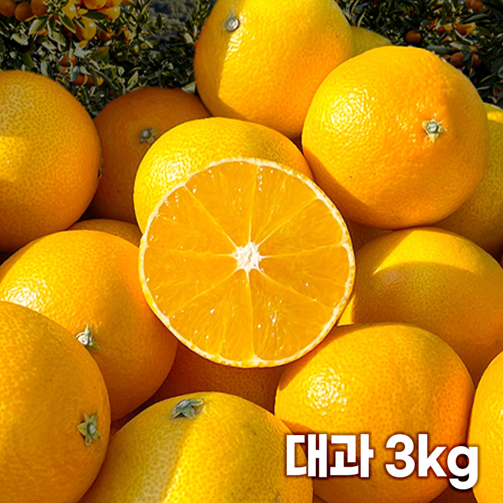 26년 제주직송 노란빛 제주 하우스 황금향 대과 3kg