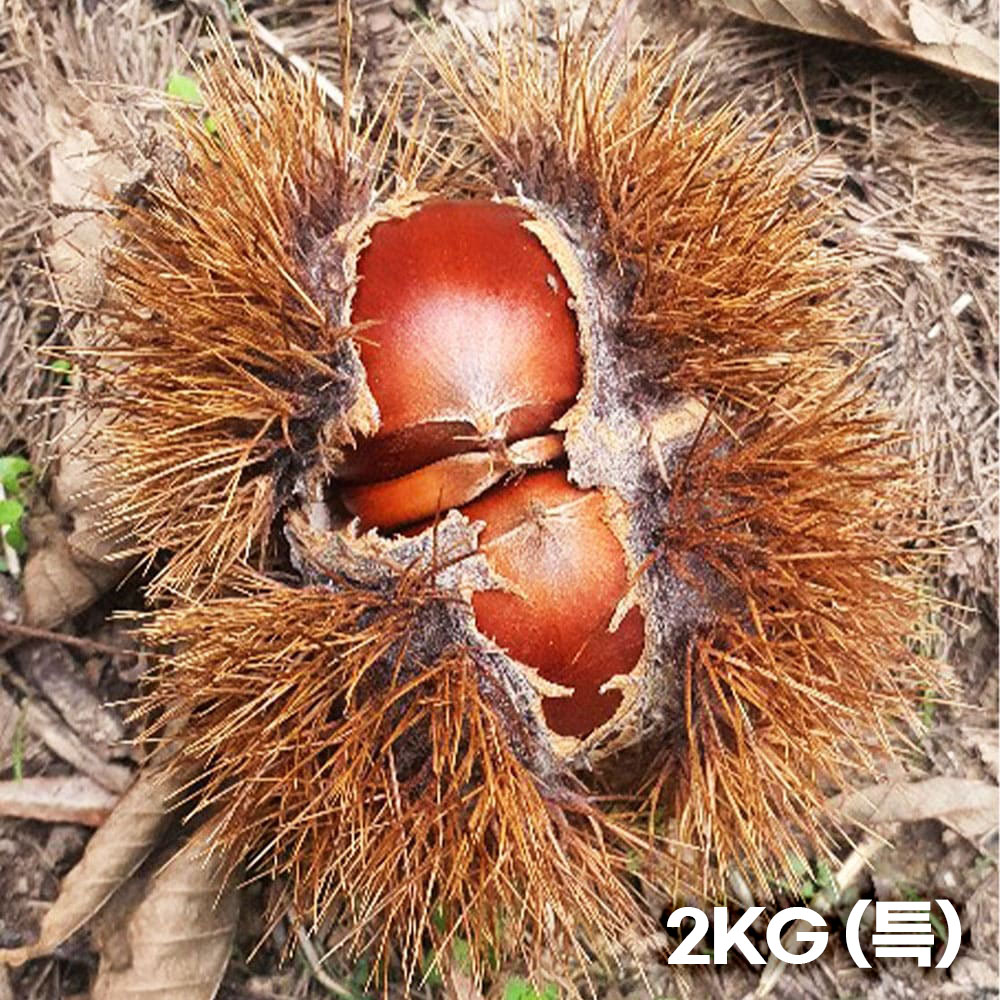 꼬소한 맛이 한가득! 26년 옥황 공주햇밤 2KG (특)