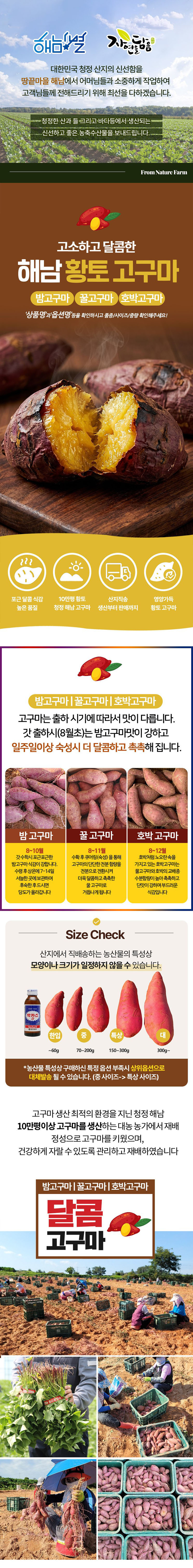 [해남별] 해남 호박고구마 10kg 중 상세 1