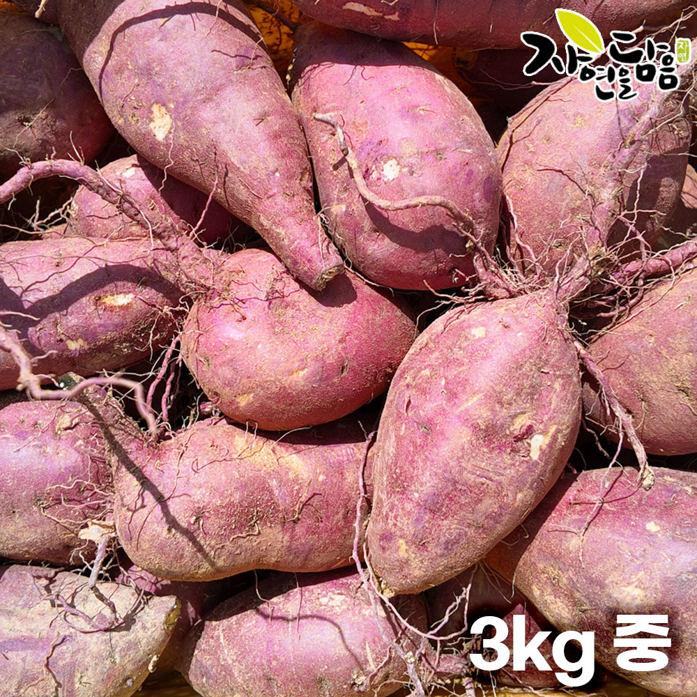 [해남별] 해남 꿀고구마 3kg 중