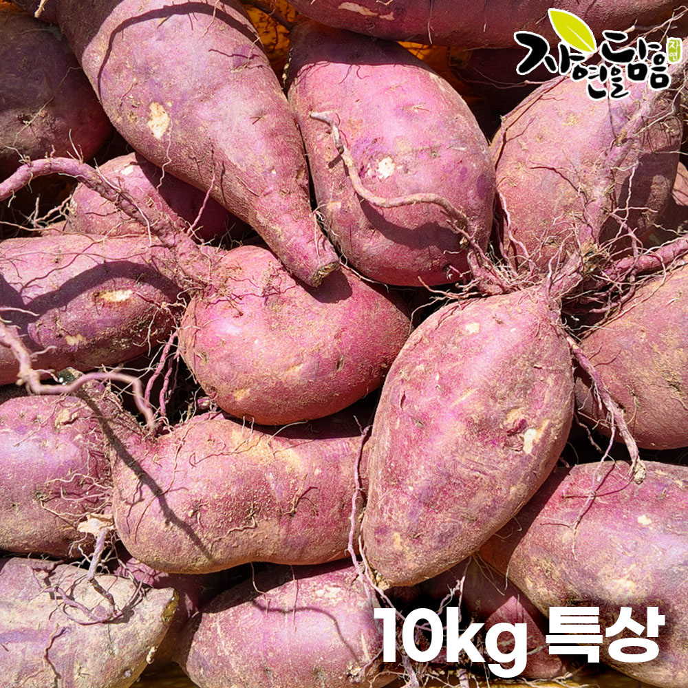 [해남별] 해남 꿀고구마 10kg 특상