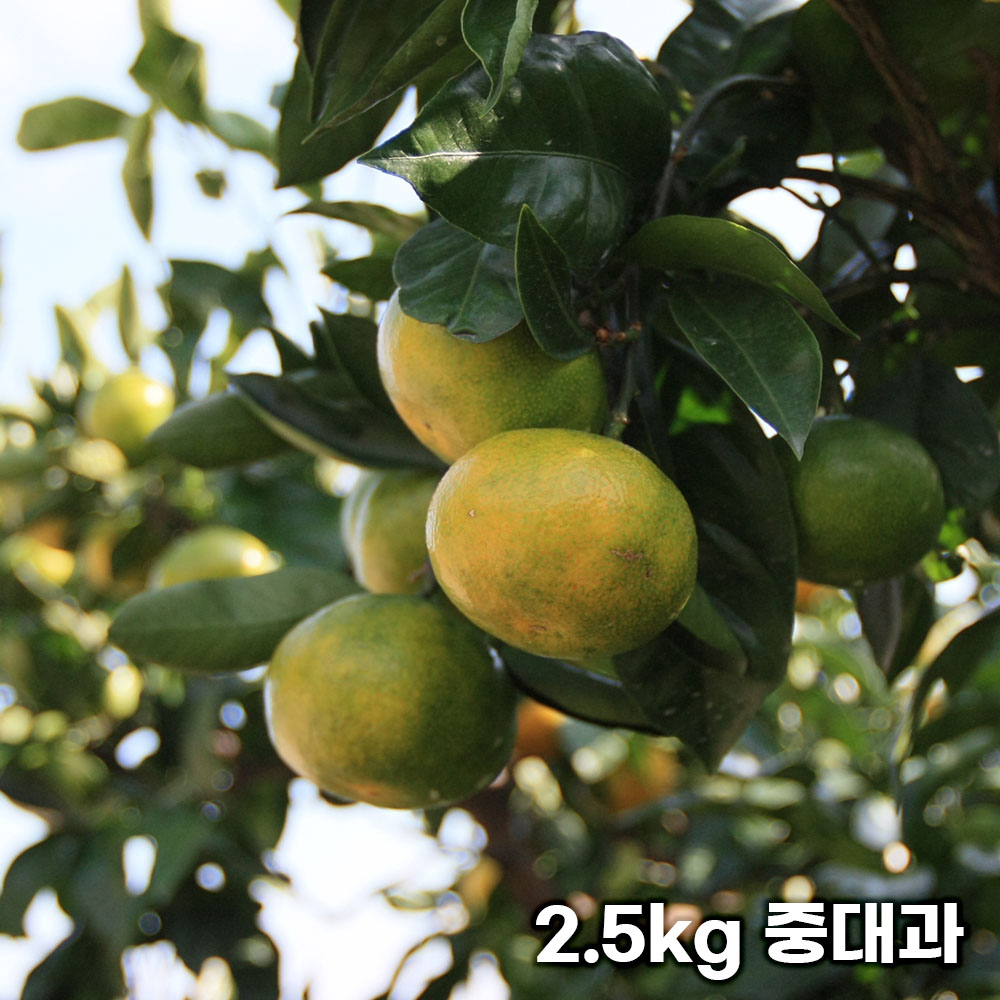제주직송 극조생 노지 감귤 실중량 2.5kg 중대과 (L-3L)