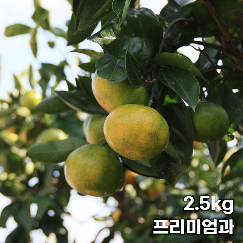 제주직송 극조생 노지 감귤 실중량 2.5kg 프리미엄과 (S)
