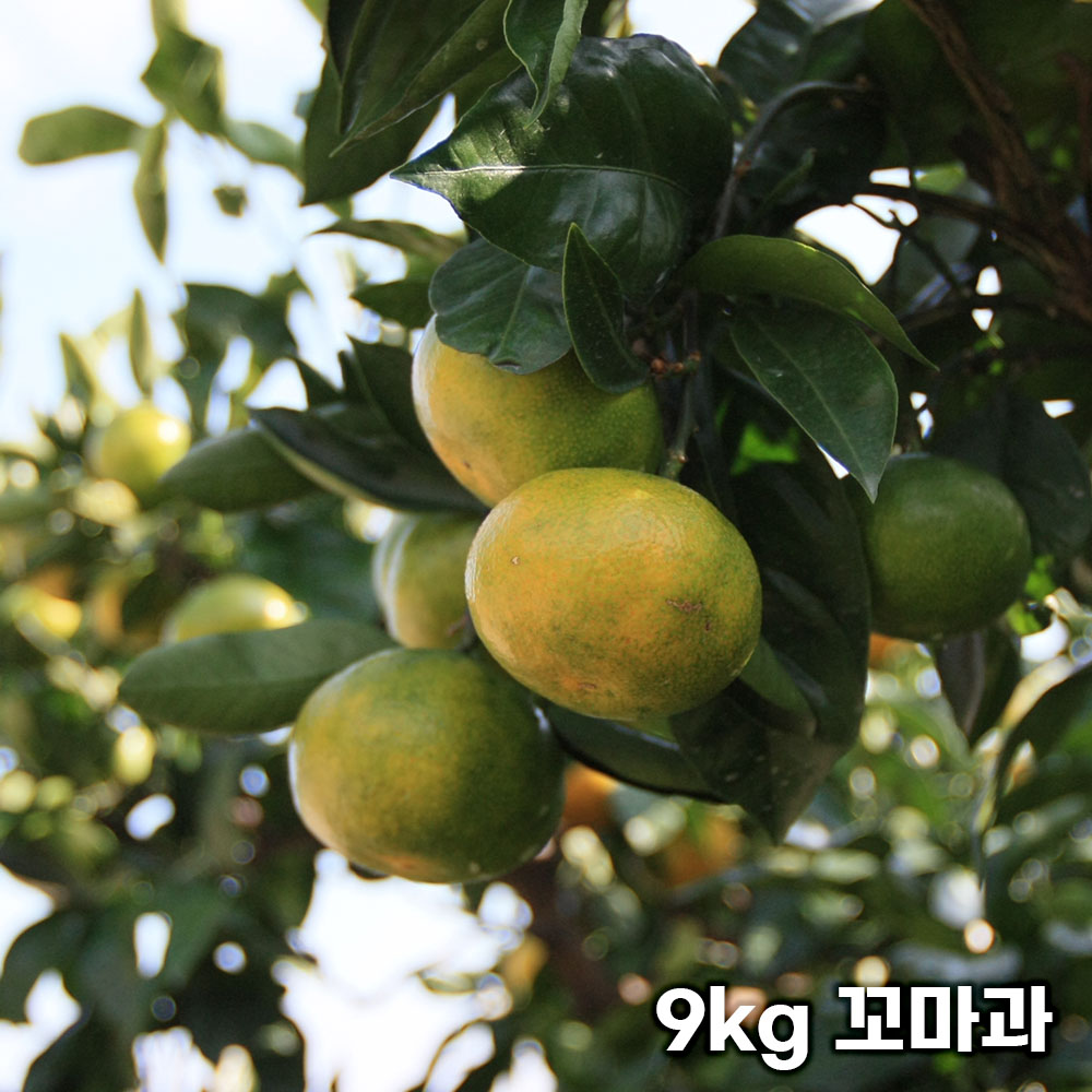 제주직송 극조생 노지 감귤 실중량 9kg 꼬마과 (3S)