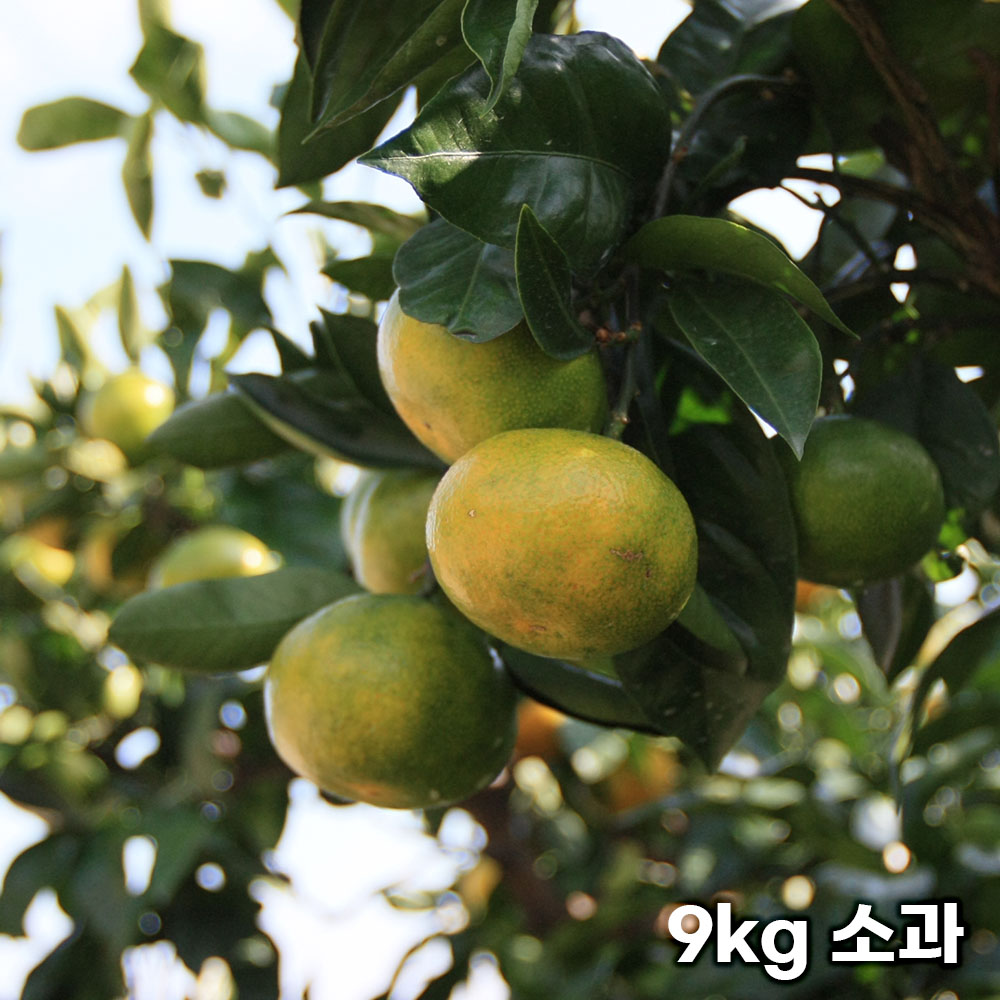 제주직송 극조생 노지 감귤 실중량 9kg 소과 (2S-S)