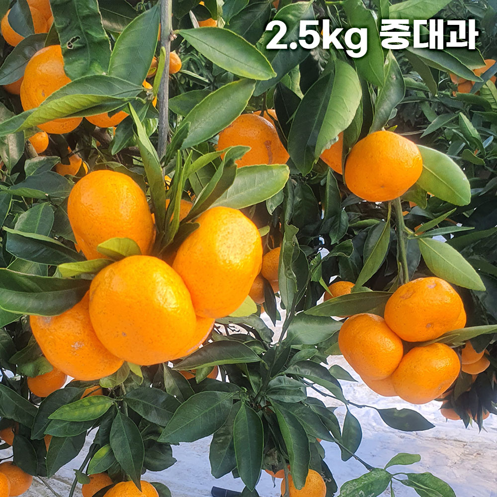 제주직송 극조생(타이백) 노지 감귤 실중량 2.5kg 중대과 (L-3L)