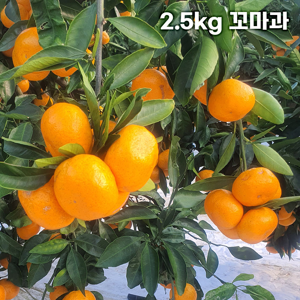 제주직송 극조생(타이백) 노지 감귤 실중량 2.5kg 꼬마과 (3S)