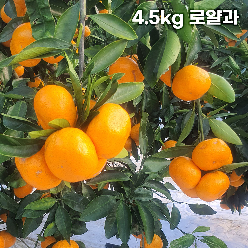 제주직송 극조생(타이백) 노지 감귤 실중량 4.5kg 로얄과 (S-M)